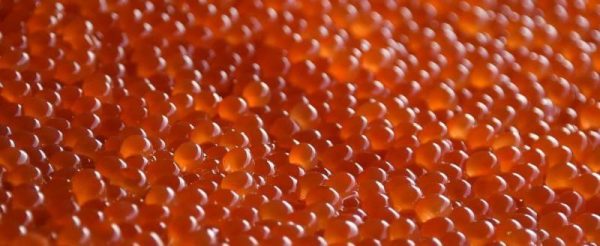 SALMON ROE KETA RED CAVIAR, KETA IKURA